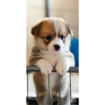 PUPPY NICE