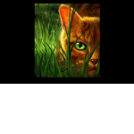 Warrior cats! For fans