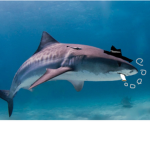 The shark tiger shark mafia