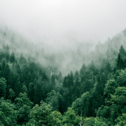 explore the forest simulator