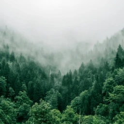 explore the forest simulator icon