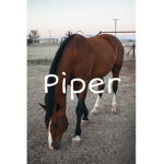 - piper’s loves! -
