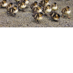 THE lil ducklings PACK