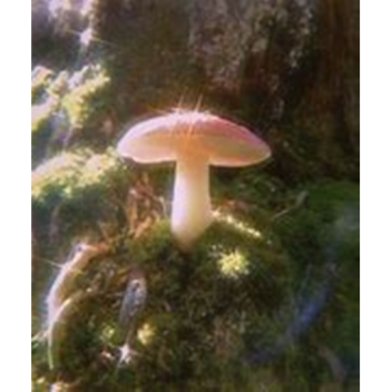 chill out in a cute forest :)