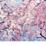 {blossom RP family!}
