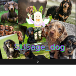 The SUSdogs