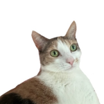 The Planet of Gatopia