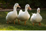 !The official duck army!