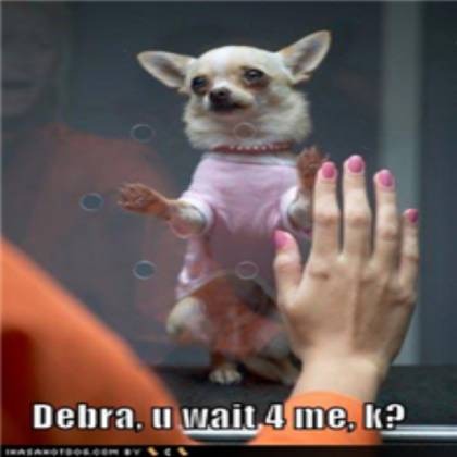 funny-dog-pictures-chihuahua-prison Roblox decal
