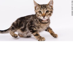 Kitten.To.Cat.Worlds.
