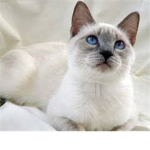 Tabby Cat Lovers ,and Simese