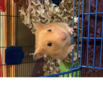 Hamsters Collide