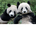 Panda Fans that are Pandas