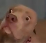 Puppy OMG