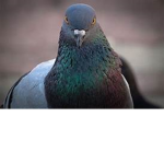 ELLO PIGEON club