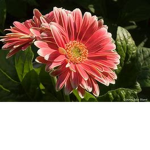 Daisies bluess