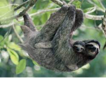 Octo sloths