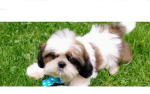 Little puppy dog dogday jr
