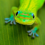 Lizard children