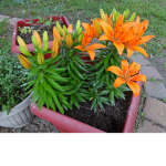 Flowers stink