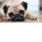 Cute pugs Group