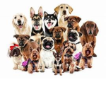 the dog freindzy