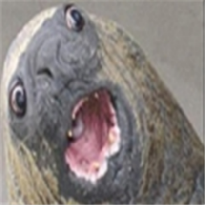 Funny picture Roblox decal