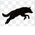 Galaxy wolves forever