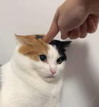 catpuking :3