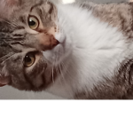 GamerCat FanClub