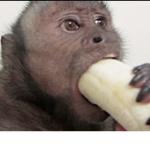 the superior monkey cult
