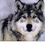 Wolves dogs and pigs are my fav