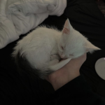 Nap-Us