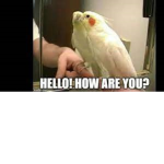 Birb Group #BirbForever
