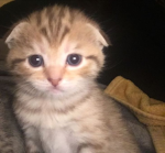 Addy's kittens