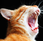 Epik cat group or something!1!11!