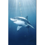 Sharks Forever and Ever