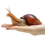 Snails?