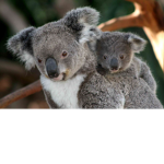 Team Koala!!!!!!
