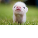 ROYAL PIGS