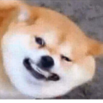 Shiba fan