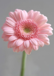 SMILEY_ GROUP