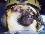 The Unstoppable Army Dogs
