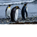pengiun army