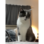 Cats are cute little