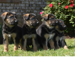 Puppy Squad = (Puppy fans)
