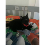 The black cat’s