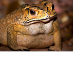 TheToadGod