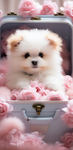 Puppies: thanks for joining this cute group pup