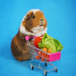 Guinea pig OOFERS